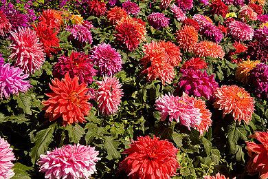 《原神》联动《地平线：零之曙光》 埃洛伊登场