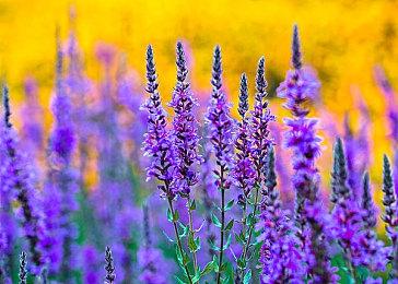 《昭和米国物语》开发截图 未来登陆PS及PC平台